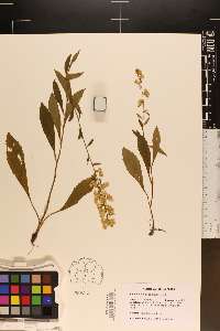 Solidago erecta image