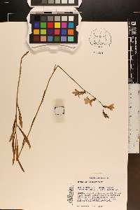 Lobelia glandulosa image