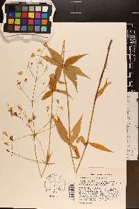 Silene stellata image