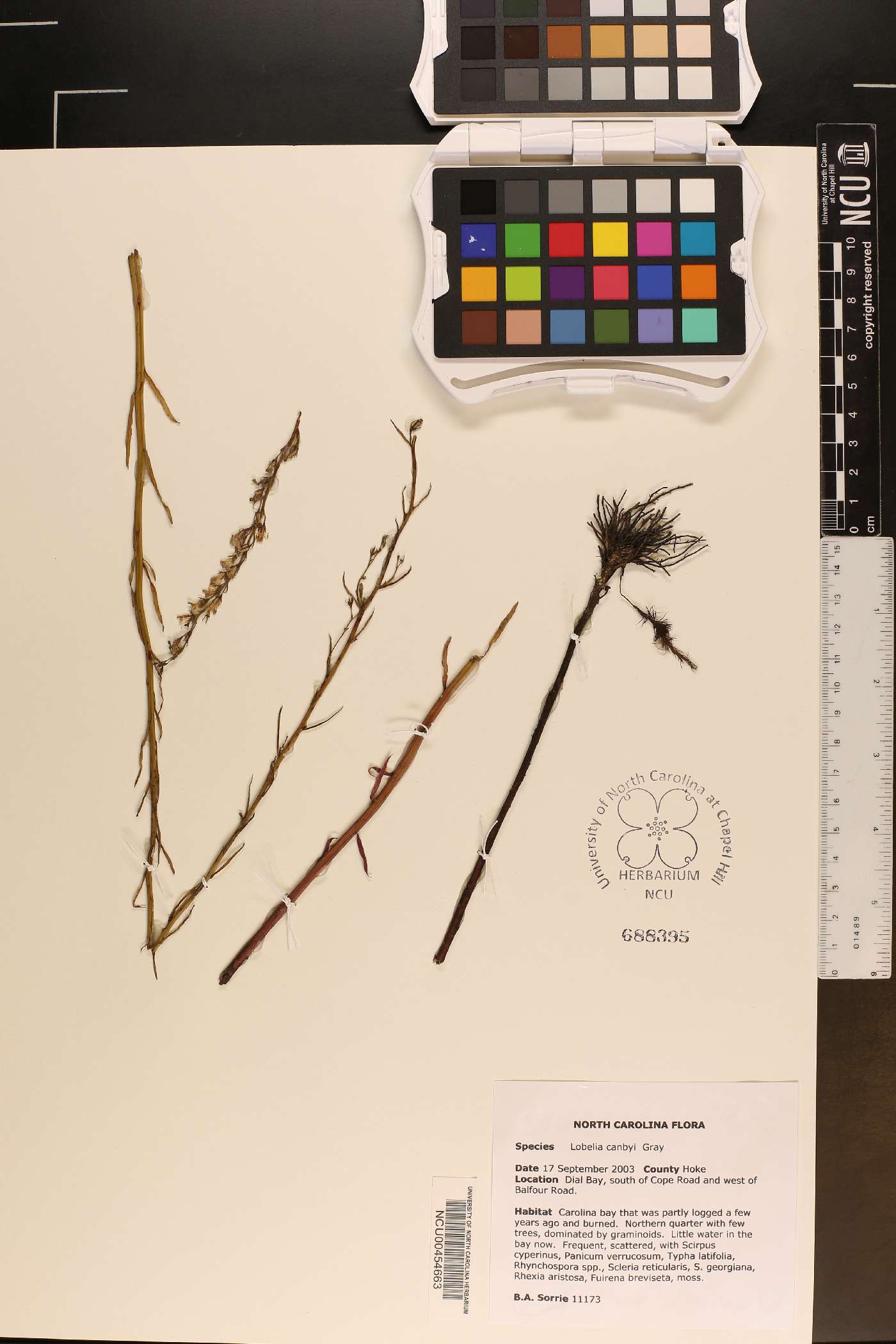 Lobelia canbyi image