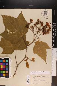 Rubus odoratus image