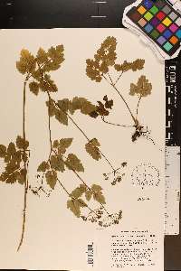 Thaspium barbinode image