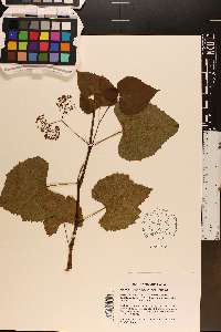 Ampelopsis cordata image