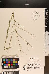 Boltonia diffusa image
