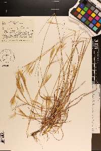 Andropogon tracyi image