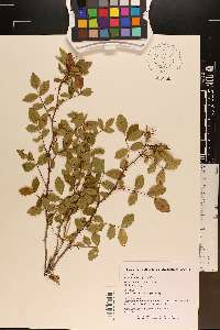 Rosa carolina subsp. carolina image