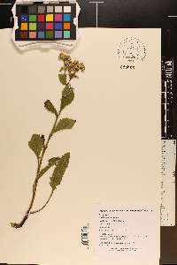 Parthenium auriculatum image