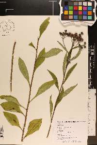 Vernonia glauca image