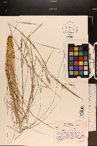 Andropogon perangustatus image