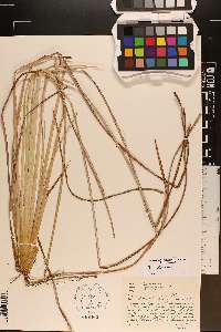 Andropogon cretaceus image