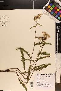 Parthenium integrifolium image