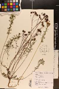 Dalea pinnata var. pinnata image