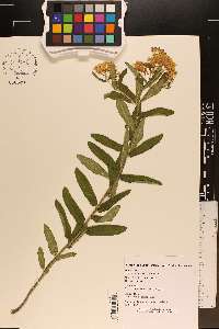 Asclepias tuberosa var. tuberosa image