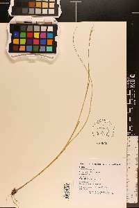 Aristida purpurascens image