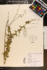 Desmodium ciliare image