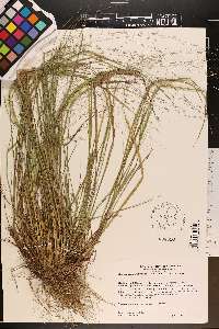 Eragrostis refracta image