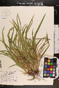 Carex cumberlandensis image