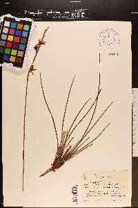 Pleea tenuifolia image