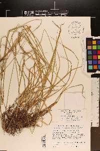 Carex muehlenbergii var. enervis image