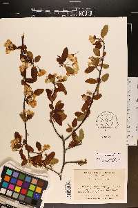 Malus angustifolia image