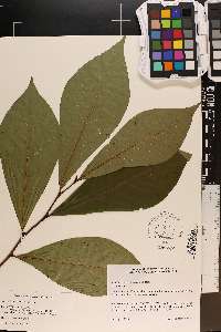 Asimina x piedmontana image
