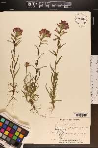 Castilleja indivisa image