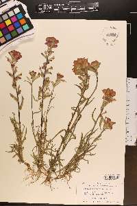 Castilleja indivisa image