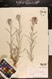 Castilleja indivisa image