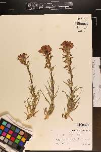 Castilleja indivisa image