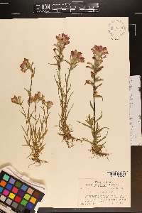 Castilleja indivisa image