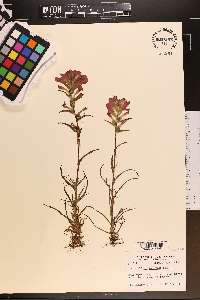 Castilleja indivisa image