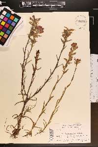 Castilleja indivisa image