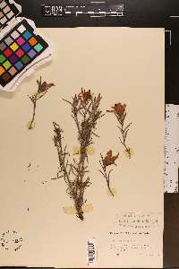 Castilleja integra image