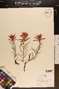 Castilleja integra image