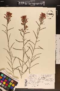 Castilleja integra image