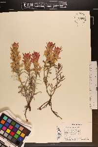 Castilleja integra image