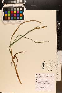 Carex shortiana image