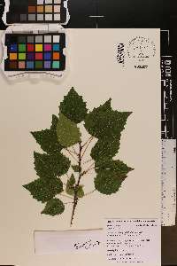 Populus grandidentata image