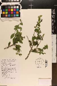 Ilex crenata image