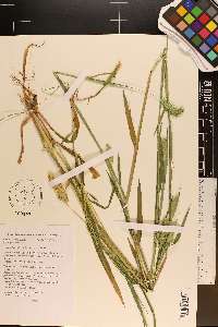 Phalaris caroliniana image