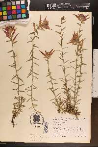 Castilleja tenuiflora image