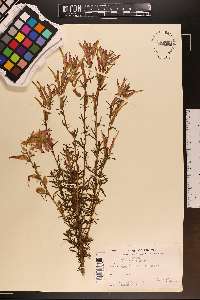 Castilleja tenuiflora image