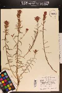 Castilleja linariifolia image