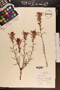 Castilleja linariifolia image