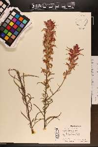 Castilleja linariifolia image