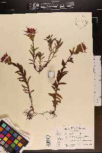 Castilleja litoralis image