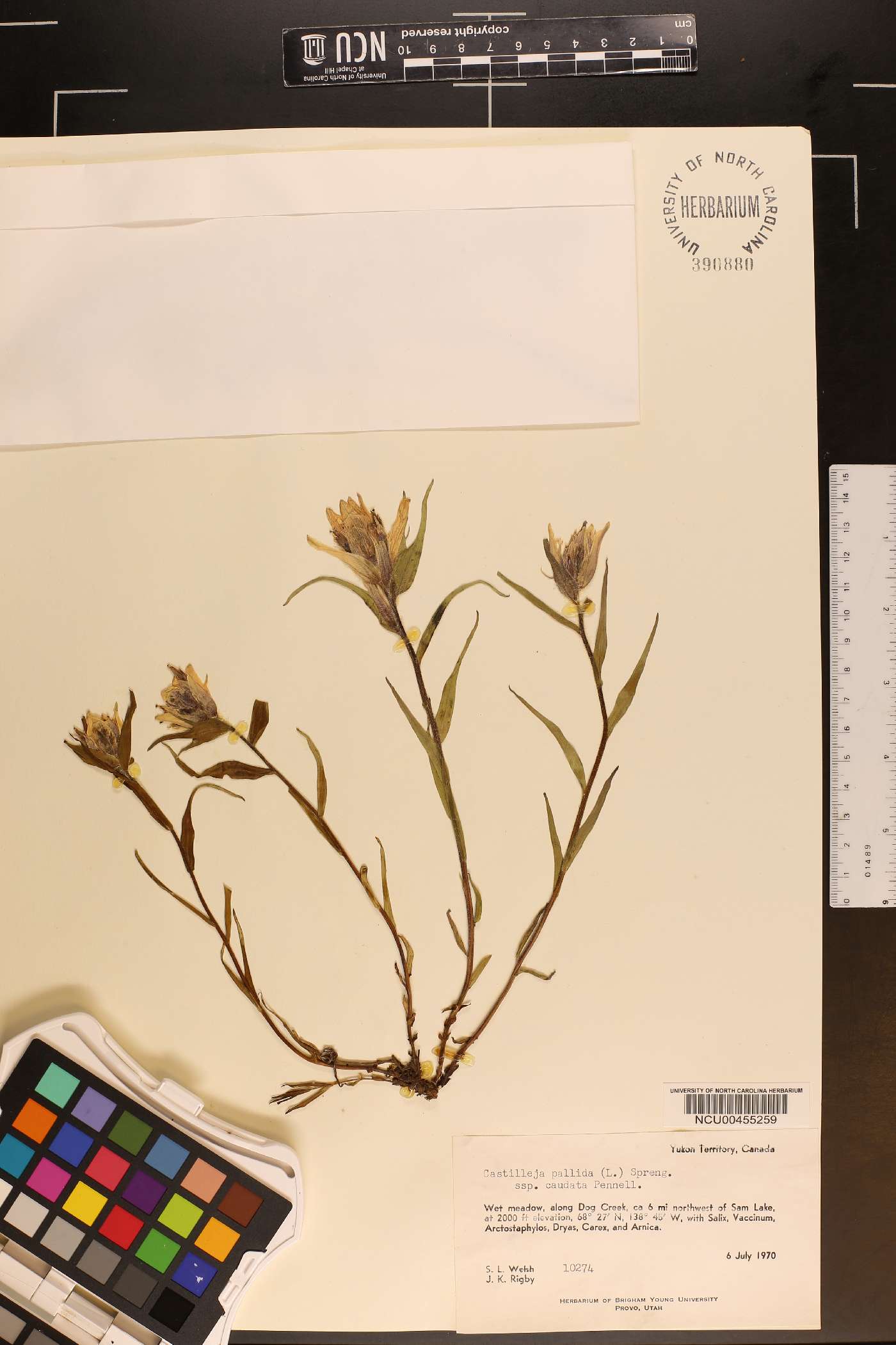 Castilleja pallida var. caudata image