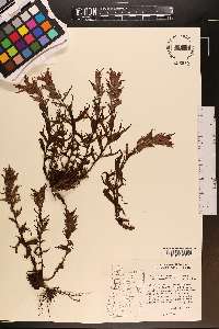 Castilleja parviflora image