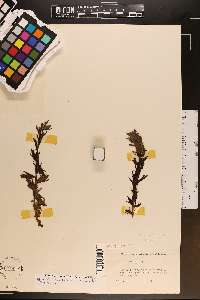Castilleja parviflora image