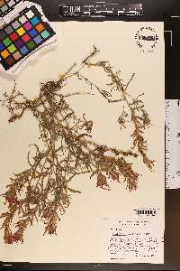 Castilleja pruinosa image